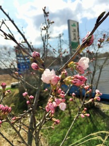 43警戒区域植樹_6152
